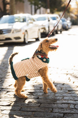 Good Dog Sweater image 2 thumbnail