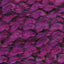 Fuchsia - Swatch Image