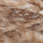 Pomeranian - Swatch Image