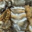 Tiger - Swatch Image
